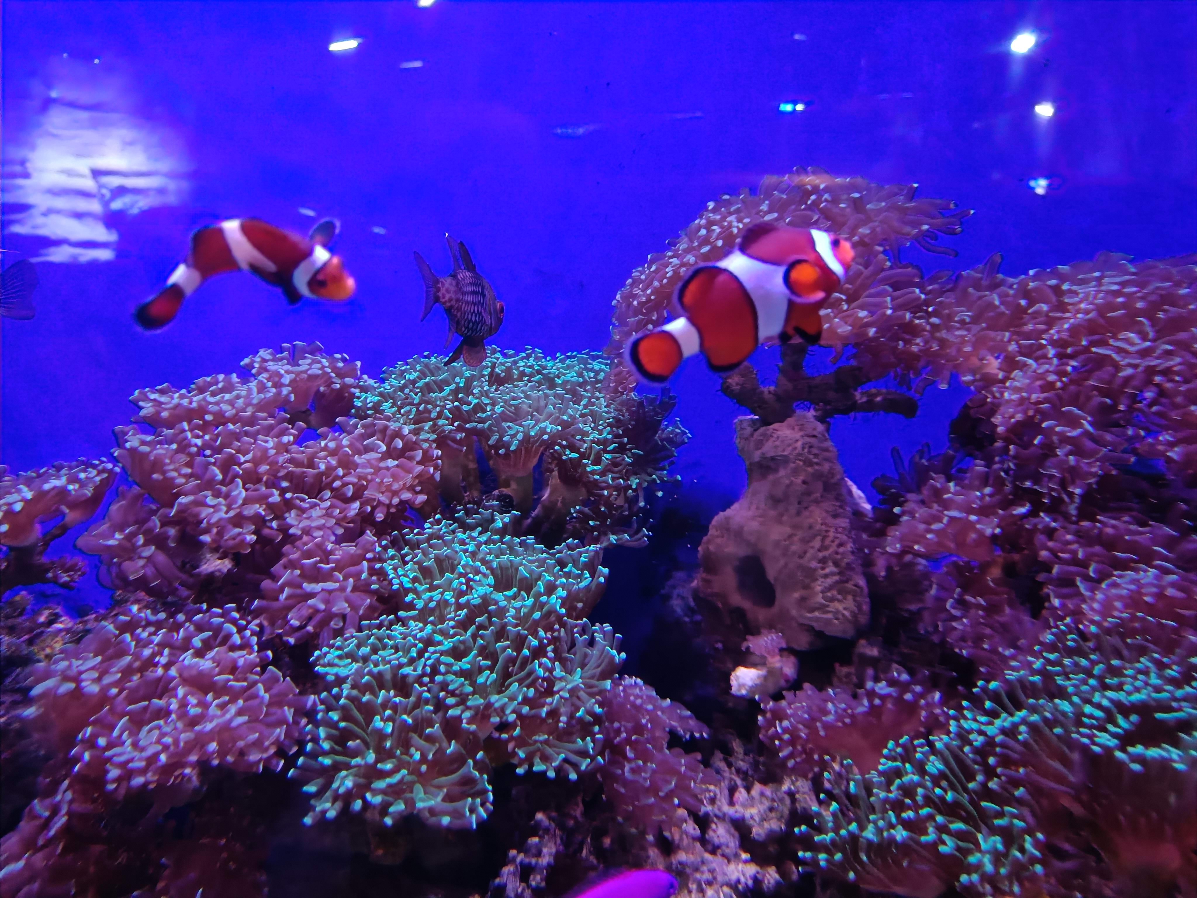 Dubai Aquarium penguin cove exhibit - Gentoo penguins in temperature-controlled habitat